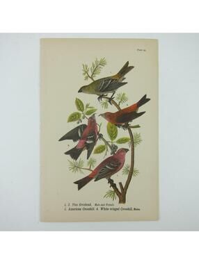 Bird Lithograph Print Pine Grosbeak American Crossbill White-winged Antique 1890